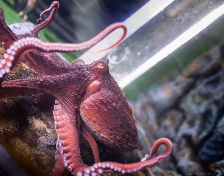 Giant Pacific Octopus – Greater Cleveland Aquarium