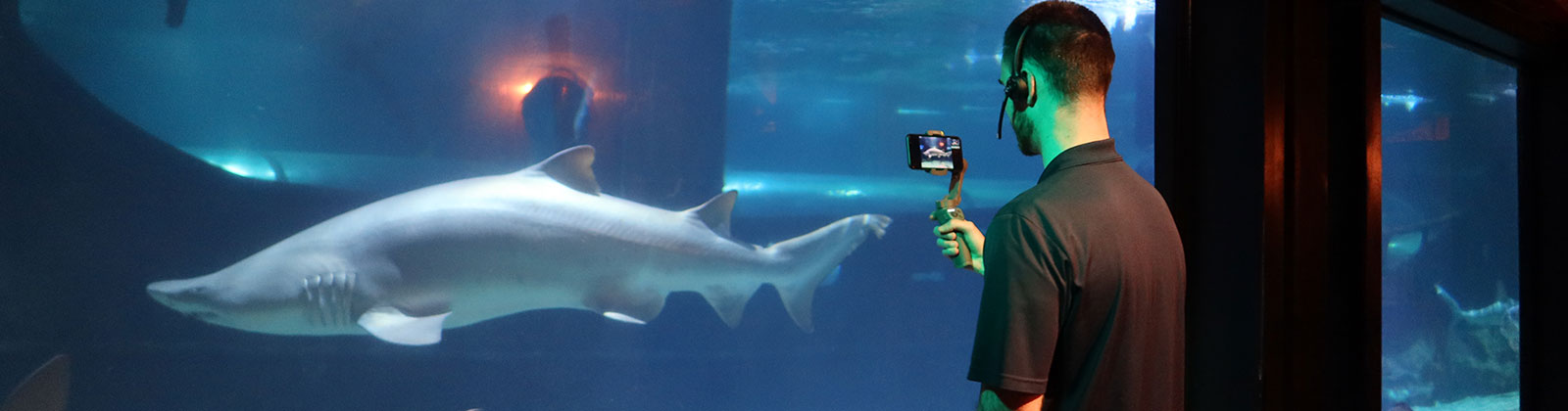A Greater Cleveland Aquarium educator filming a sandtiger shark.