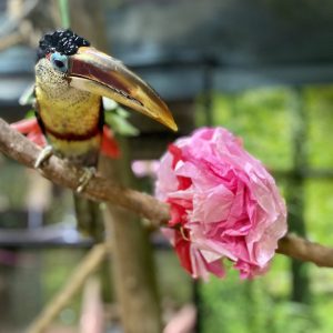 Curl-Crested Aracari at Greater Cleveland Aquarium