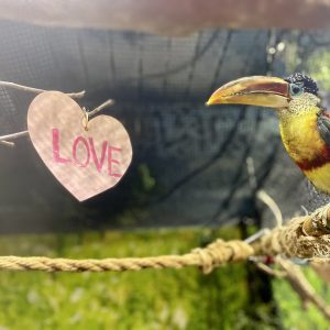 Curl-Crested Aracari at Greater Cleveland Aquarium