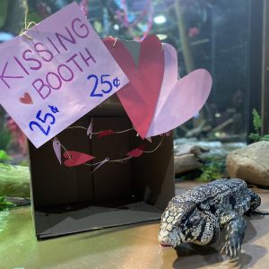 Tegu at Greater Cleveland Aquarium