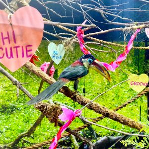 aracari with valentine paper hearts