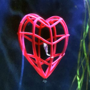 dwarf seahorse wrapped around a 3d heart