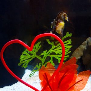 a potbelly seahorse with a heart enrichment