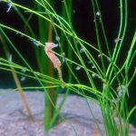 Dwarf Seahorse