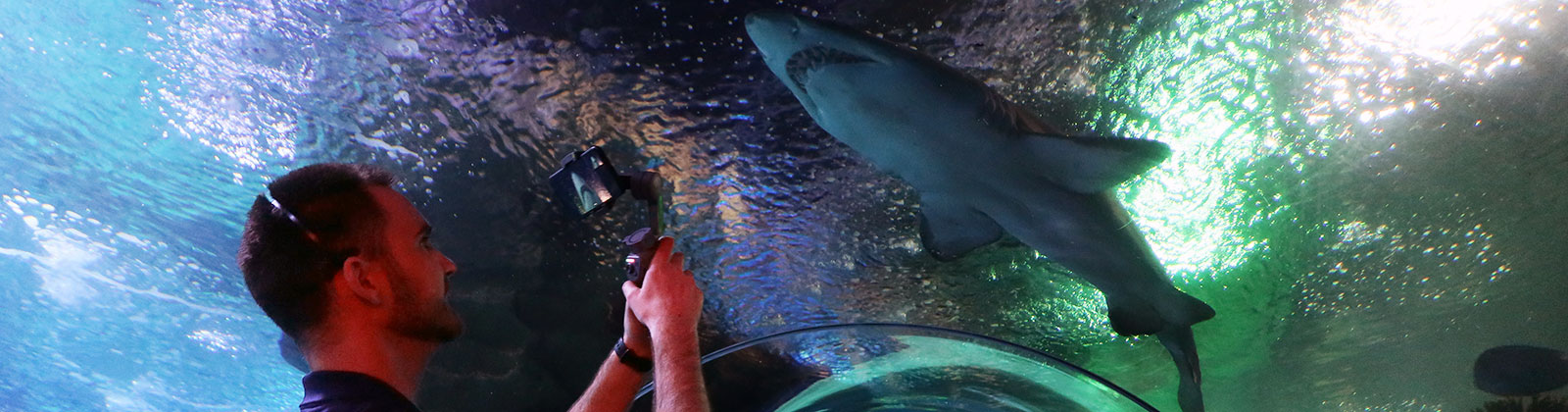 Greater Cleveland Aquarium educator pointing a camera at a sandtiger shark.
