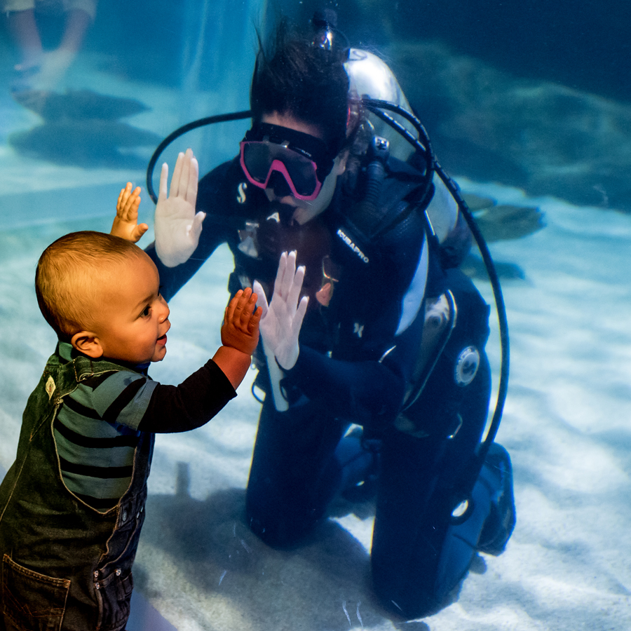 A child waving at a diver from the other side of the acrylic.