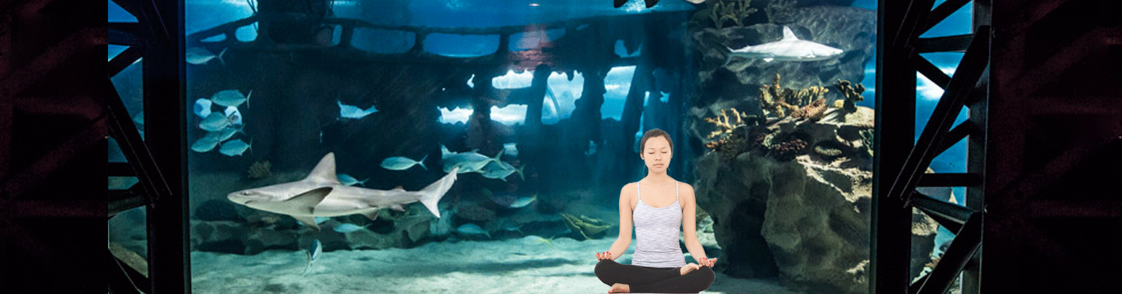 Shark Yoga