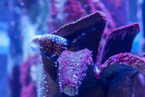 Snowflake eel sitting in pipe at Greater Cleveland Aquarium.