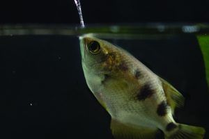 Archerfish spitting at Greater Cleveland Aquarium