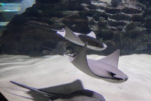 Stingray pups at Greater Cleveland Aquarium.