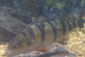 Yellow perch swimming at Greater Cleveland Aquarium.