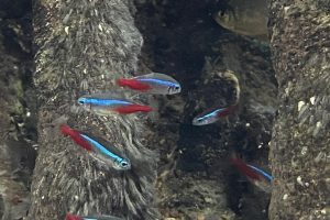 Neon tetras swimming at Greater Cleveland Aquarium.