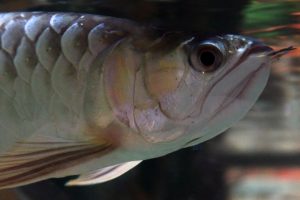 Asian Arowana at Greater Cleveland Aquarium