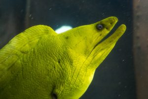 Green Moray Eel at Greater Cleveland Aquarium