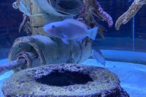 Quoyi Parrotfish at Greater Cleveland Aquarium